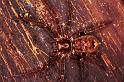 Heteropoda_jugulans_RF0443_O_78_Palmerstone park_Australie